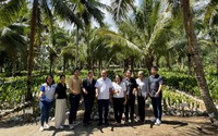 Tìm cách xuất khẩu dừa Việt Nam sang một trong những nước sản xuất dừa hàng đầu thế giới