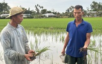 Nông dân Hậu Giang trồng lúa cặp công trình đường cao tốc: Nguồn nước bất ngờ nhiễm mặn, thiệt hại liên tiếp 2 vụ