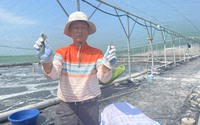 Giữa mùa đông rét mướt, chị nông dân Thái Bình lại thả tôm nuôi, ai ngờ sau vài tháng có ngay 300 triệu