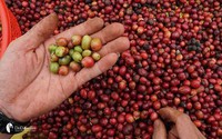Giá cà phê ngày 17/5: Cà phê nội địa đồng loạt tăng, Robusta sàn thế giới cũng nhảy giá
