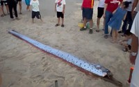 Một con cá có hình thù lạ dài gần 4,5m trôi dạt vào bờ biển Thừa Thiên Huế