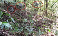 NÓNG: Vừa phát hiện đàn voọc bạc quý hiếm có nguy cơ bị tuyệt chủng ở Kon Tum
