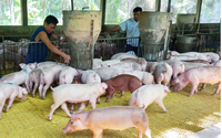 Người nuôi lợn chưa mặn mà với vaccine dịch tả lợn châu Phi: Cần có chính sách hỗ trợ rủi ro sau tiêm phòng