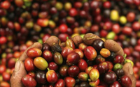 Giá cà phê ngày 19/5: Giá cà phê trong nước trở lại đà tăng mạnh