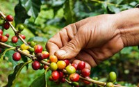 Nghịch lý giá cà phê hơn 100.000 đồng/kg nhưng có doanh nghiệp lỗ nặng 