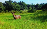 Vô một khu rừng ở Kon Tum thấy con thú lạ, có 112 loài thú rừng quý, hiếm được ghi trong Sách đỏ