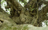 Cây sanh cổ thụ hơn 500 năm tuổi có nhiều ụ nổi, lớp vỏ sần sùi, rêu xanh khắp các cành cây ở Hà Tĩnh