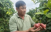 Đây là cây trồng mới nhất ra trái ngon màu hồng, giòn, ngọt, anh nông dân Vĩnh Long bán 40.000 đồng/kg
