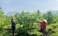 Trồng thứ cây rừng tốt lòa xòa ở một huyện của Hà Giang, dân bứt lá bán, "tự trả lương cao" cho chính mình