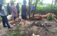 Sau một tiếng sét chói tai, 8 con bò của một nông dân Quảng Bình bị cháy xém, rõ khổ!