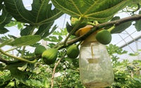 Trồng loại cây ngoại nhập, trái ngon ngọt, xuống giống 1 lần dân Lâm Đồng "hái tiền" suốt 20 năm