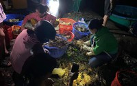 Người dân ở Phú Yên đau đớn nhìn hơn 61 tấn tôm hùm chết hàng loạt, bán vội chỉ được 50.000 đồng/kg 