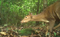 Trong một khu rừng già ở Hà Tĩnh, phát hiện nhiều con mang lớn, thỏ vằn, cầy vằn, cầy gấm