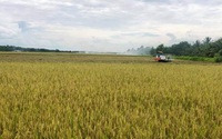 Tập đoàn Lộc Trời đã trả xong toàn bộ tiền mua lúa cho nông dân tại An Giang