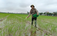 Bí thư Tỉnh ủy Ninh Bình: Sẽ giao các cơ quan chức năng kiểm tra thông tin việc canh tác lúa theo phương pháp mới