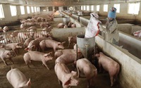 Giá lợn hơi ngày 22/5 đồng loạt tăng, đặc biệt tại miền Nam, 'ông lớn' chăn nuôi cũng tăng giá