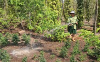 Hơn 7.200 ha cây trồng trên địa bàn tỉnh Đắk Nông bị ảnh hưởng do hạn hán