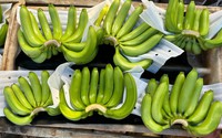 Bán hàng vạn tấn loại quả giàu vitamin K ra nước ngoài, cả làng ở Đồng Nai khen ông giám đốc nông dân 