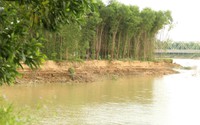 Dân Nghệ An đang lo một dòng sông nổi tiếng "nuốt trôi" đất bãi, rau màu
