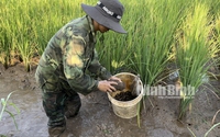 Ven một dòng sông nổi tiếng ở Ninh Bình, cả đồng thơm mùi thính dụ bắt một con đặc sản bán đắt tiền