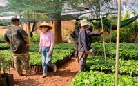 Giá cà phê giống đột nhiên tăng gấp 2 - 3 lần, nông dân Đắk Lắk đã khó mua còn lo kém chất lượng