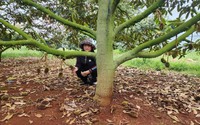 Kẻ gian tàn nhẫn nghi dùng thuốc diệt cỏ phá hoại vườn sầu riêng, một nông dân Đắk Lắk thiệt hại nặng