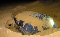 Một con rùa hoang dã khổng lồ bò lên bãi biển của làng ở Bình Định, sau 30 phút đẻ 103 quả trứng to bự