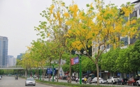 Rực rỡ sắc vàng hoa muồng hoàng yến tại nhiều tuyến phố của Thủ đô