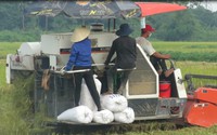 Nông dân Thanh Hóa rộn ràng xuống đồng thu hoạch lúa vụ chiêm xuân 2024