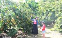 Vùng đất này ở Đồng Nai nổi tiếng trồng bạt ngàn cây ra trái ngon, dân tình thích nhất là tự vô vườn bẻ