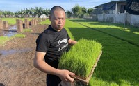 Anh nông dân trồng lúa trên cánh đồng thẳng cánh cò bay ở Thái Bình kiểu gì mà nổi tiếng khắp vùng?