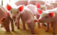 Giá lợn hơi sắp cán mốc 70.000 đồng/kg, người dân giữ lợn chờ tăng giá tiếp