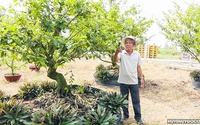 Một xã ở Tiền Giang, nông dân đưa loại cây cảnh đang hot này trồng đất lúa, có cây giá hàng trăm triệu