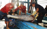 90 quốc gia cùng mua, xuất khẩu một loài cá của Việt Nam sẽ cán mốc tỷ USD trong năm 2024?