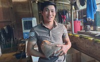 Nuôi loài dúi có đôi má hồng hồng, xinh xinh, chàng trai người Thái ở Sơn La bán nhẹ nhàng 800.000 đồng/kg vẫn đắt hàng