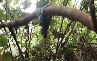 Phát hiện thi thể được cho là nghi phạm giết "vợ hờ" rồi bỏ trốn vào rừng ở Quảng Bình