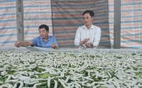 Nông dân Yên Bái mong Quỹ Hỗ trợ nông dân nâng mức cho vay để làm ăn "ra tấm ra món"