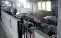 Nuôi lợn thịt và lợn nái theo mô hình khép kín, một nông dân ở Lào Cai lãi hơn tỷ đồng/năm