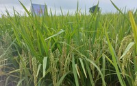 Một giống lúa cho năng suất cao vượt trội, trung bình 8 tấn/ha, lúa chín nặng trĩu bông, nông dân phấn khởi ra mặt