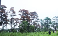Lâm Đồng yêu cầu điều tra vụ đầu độc hơn 50 cây thông trên đất rừng giao cho doanh nghiệp