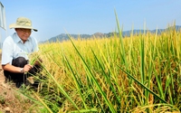 Mới lạ: Nông dân trồng lúa Đắk Lắk có cơ hội kiếm thêm hàng triệu USD nhờ bán tín chỉ carbon