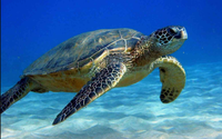 Đến hòn đảo của tỉnh Bà Rịa - Vũng Tàu, dễ bắt gặp các cặp đôi rùa biển làm việc này trong mấy ngày liền