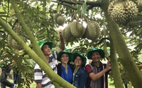 Phân bón Phú Mỹ: Bí quyết cho những mùa bội thu cây dưa và sầu riêng ở miền Trung - Tây Nguyên 