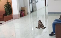 Con khỉ đi lạc vào một cơ quan ngay giữa Thủ đô Hà Nội, tự nhiên vào phòng làm việc nghịch đồ, uống nước
