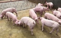 Giá lợn hơi biến động nhẹ, miền Bắc mất mốc 70.000 đồng/kg, miền Nam tăng đồng loạt nhiều tỉnh