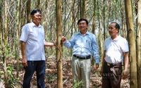 Quảng Trị trồng rừng bán tín chỉ carbon, nông dân Thừa Thiên Huế lại giàu lên nhờ sản xuất hữu cơ