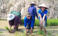 Xúc động hình ảnh tuổi trẻ huyện Mường Tè bì bõm lội ruộng cấy lúa giúp dân