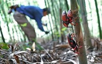 Vào rừng chặt tre bỗng vớ “mỏ vàng”, giá gần 400.000đ/kg, ở Việt Nam có đầy mà ít người dám thử