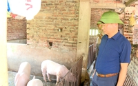 Dịch tả lợn châu Phi tiếp tục lây lan rộng tại một thị xã của Quảng Ninh