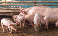 Giá lợn hơi đảo chiều giảm, Đồng Nai và Bà Rịa - Vũng Tàu tuột mất đầu giá 70.000 đồng/kg